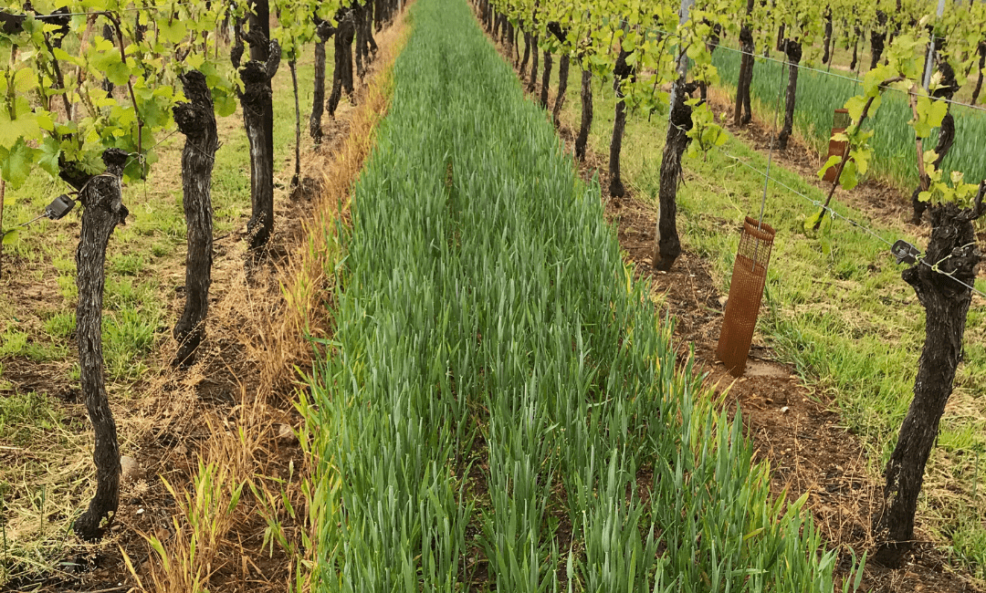 L'engrais vert - Cave de Beblenheim