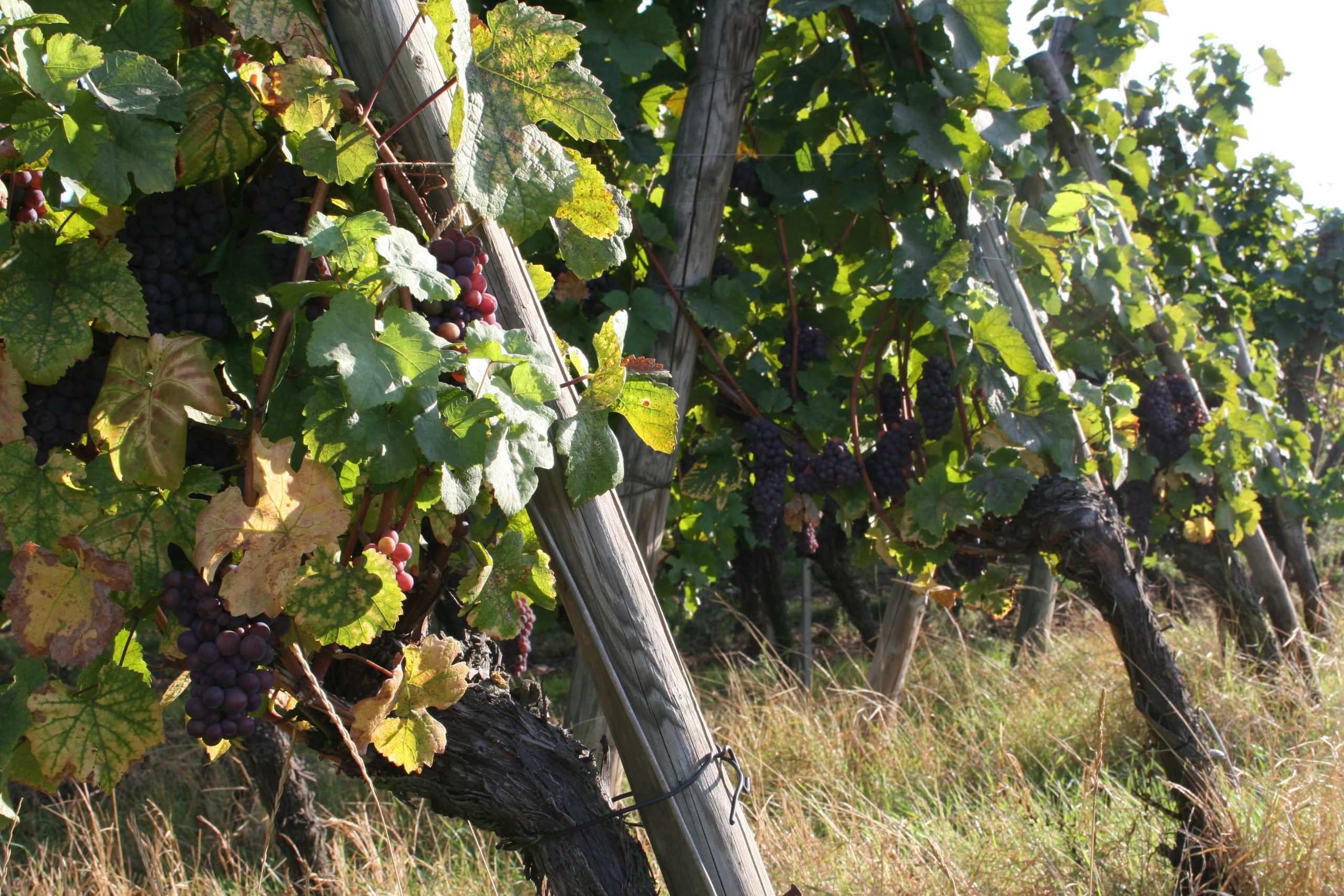 Gamme Vieilles Vignes - Cave de Beblenheim