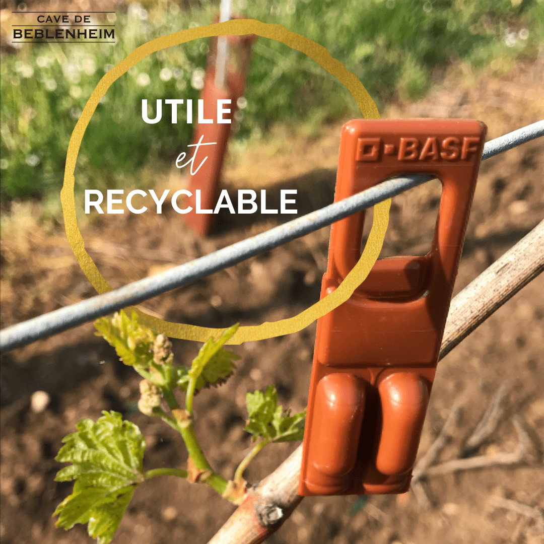 Utile et recyclable - Cave de Beblenheim